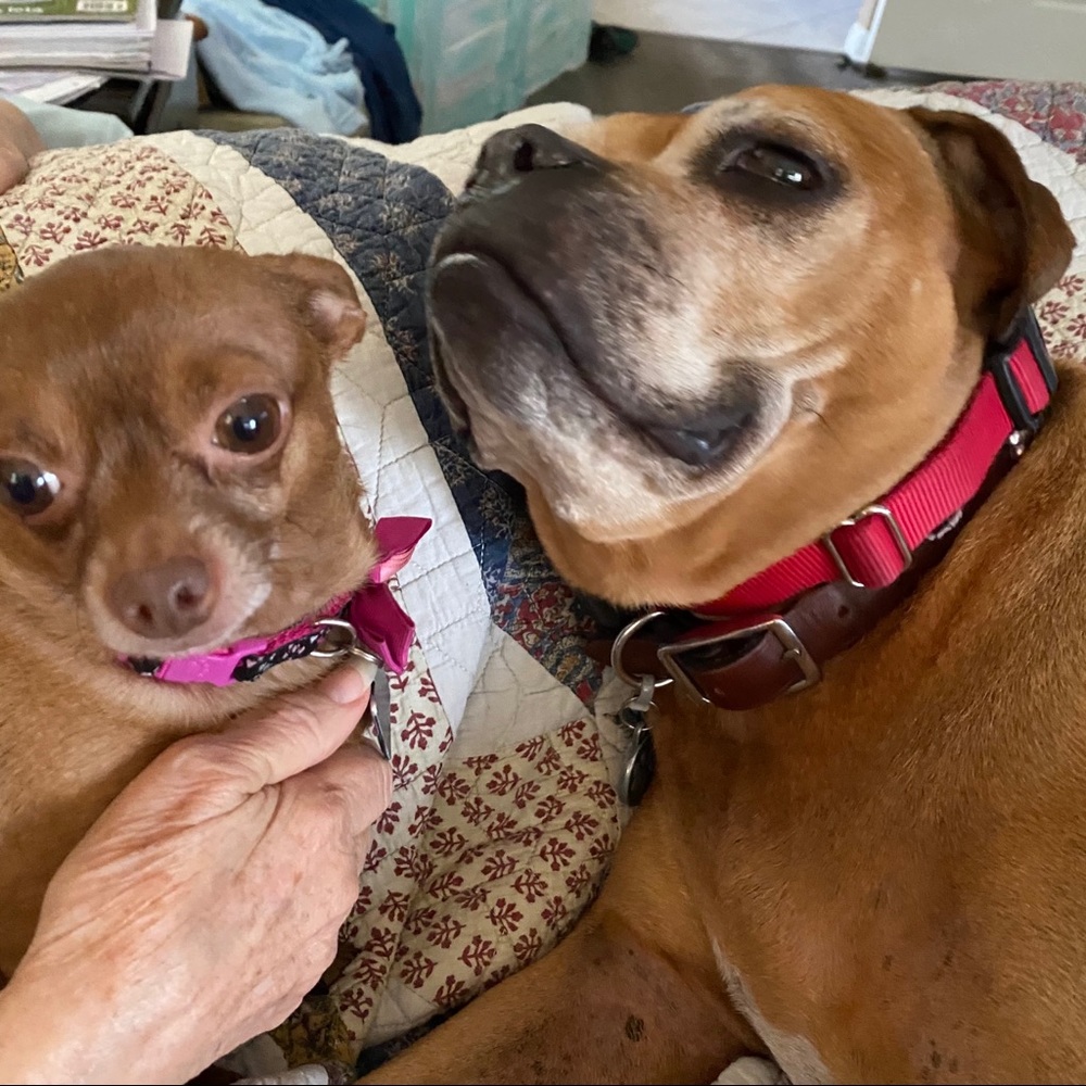 Meet your Posher, Simone